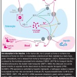 The Medical Student Notebook: Bariatric Physiology