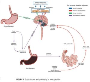 Glucagon-Like Peptide 1: An Introduction and Possible Implications for ...